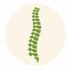 Doctor of Chiropractic